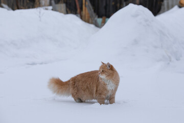 Red Cat in the snow in Carelia Russia
