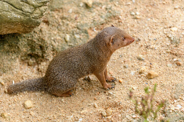 Dwarf mongoose in captivity at the Sables Zoo in Sables d'Olonne.