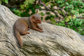 Dwarf mongoose in captivity at the Sables Zoo in Sables d'Olonne.