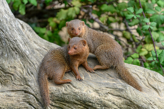 Dwarf mongoose in captivity at the Sables Zoo in Sables d'Olonne.