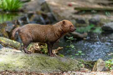 Captive bush dog at the Sables Zoo in Sables d'Olonne.