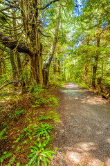 Fragment of Cape trail in Olympics park, Washington, USA