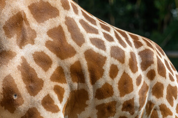 Kordofan's giraffe in captivity at the Sables Zoo in Sables d'Olonne.