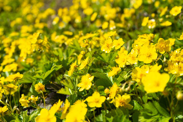 Spring flowerbed with yellow flowers.