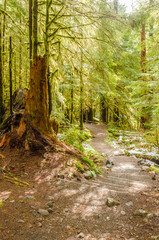 Fragment of Soleduck trail in Olympics park, Washington, USA