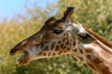 Naklejka na ściany i meble Kordofan's giraffe in captivity at the Sables Zoo in Sables d'Olonne.