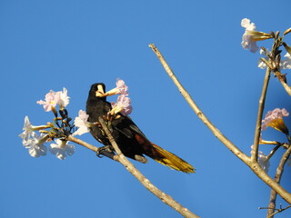 orop&eacute;ndola crestada 