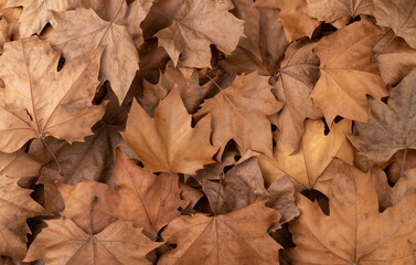 Top view, closeup of brown dried maple leaves