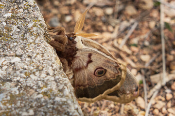 Great Peacock moth (Saturnia pyri) butterfly with yellow antennas