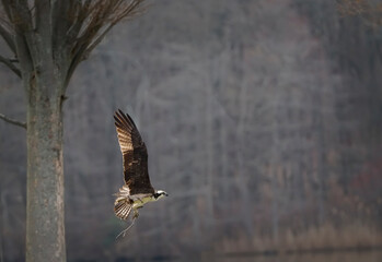 Osprey carrying a small branch for its nest