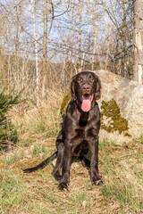 Hunting dogs in the forest. Brown flat coated retriever puppy. Hunting season. Sunny day with dog.