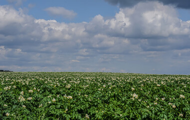Fototapeta na wymiar A field with flowering potatoes in the Leningrad Region in Russia.