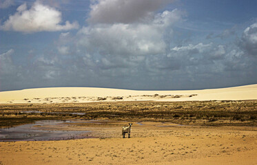 Fototapeta na wymiar goat in the sand dunes
