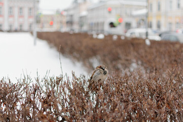 A flock of sparrows on winter bushes in a city park