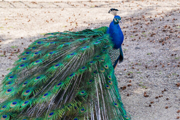 Obraz premium Beautiful colorful peacock bird. The peacock has an outstretched tail. There are colored eyes on the tail.