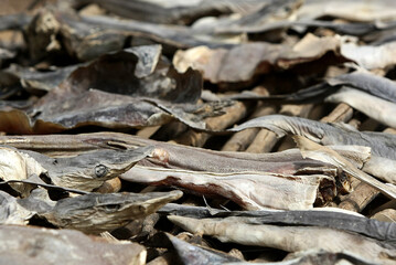 surpeche et massacre des requins a elinkine en casamance