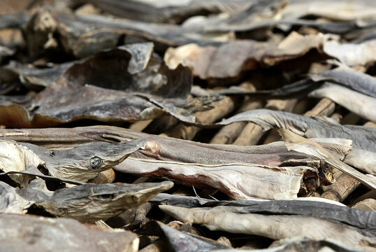surpeche et massacre des requins a elinkine en casamance