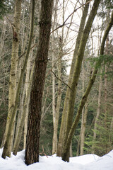 Fototapeta premium Czech nature. Winter forest in a snowy time. 
