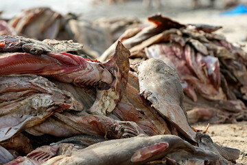 surpeche et massacre des requins a elinkine en casamance