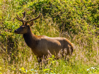ROOSEVELT ELK ALONG AVENUE OF GIANTS IN NORTHERN CALIFORNIA