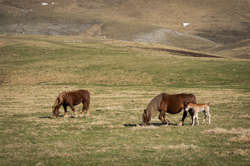 herd of horses