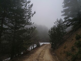 Foggy forest road clean air abundant oxygen