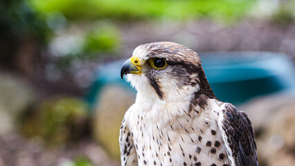 Portrait of a Lanner Falcon