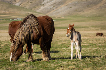 horse and foal