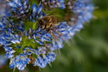 Bee in close-up on a large blue flower Echium candicans Fastuosum on a green blurred background