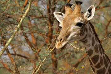 girafe (giraffa camelopardalis)