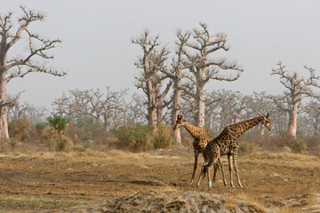 girafe (giraffa camelopardalis)