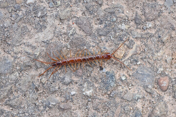 Steinläufer (Lithobiomorpha) 