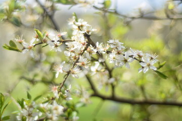 Blackthorn with sloe blossom prunus spinosa and bokeh background
