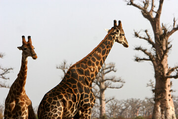 girafe (giraffa camelopardalis)