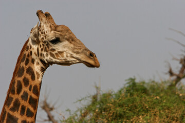 girafe (giraffa camelopardalis)