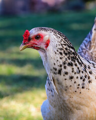 A backyard chicken roaming the summer yard. Brahma chicken.