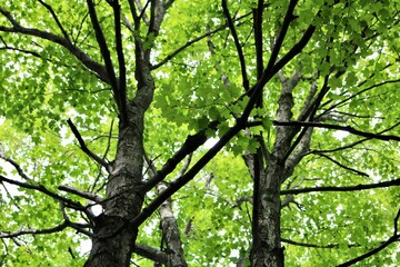 tree in the forest