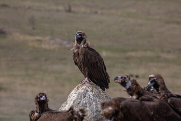 Cinereous Vulture, (Aegypius monachus) in its natural habitat. Wildlife.
