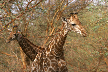 girafe (giraffa camelopardalis)
