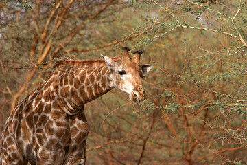 girafe (giraffa camelopardalis)