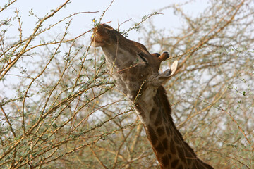 girafe (giraffa camelopardalis)