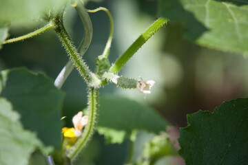 Garter bush of cucumber with ovary (Cucumis sativus).