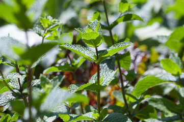 Juicy peppermint leaves photographed against the light (Mentha piperita)