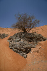 Desert dune with rocks