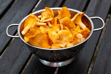 Time of summer mushrooms. Washed and peeled golden chanterelles in a colander standing on a table (Cantharellus cibarius)