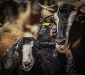 Goats from UAE mountains
