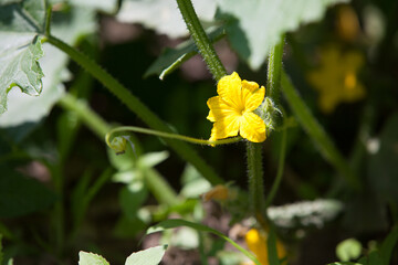 Cucumber flower on a summer day (Cucumis sativus)