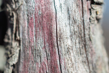 Tree trunk (alder) without bark.