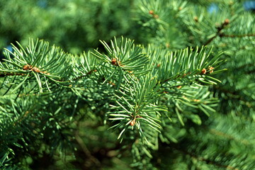 Branch of coniferous tree on blurred background. Can use as natural background