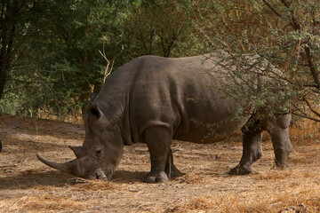 Obraz premium rhinoceros Blanc (ceratotherium simum)